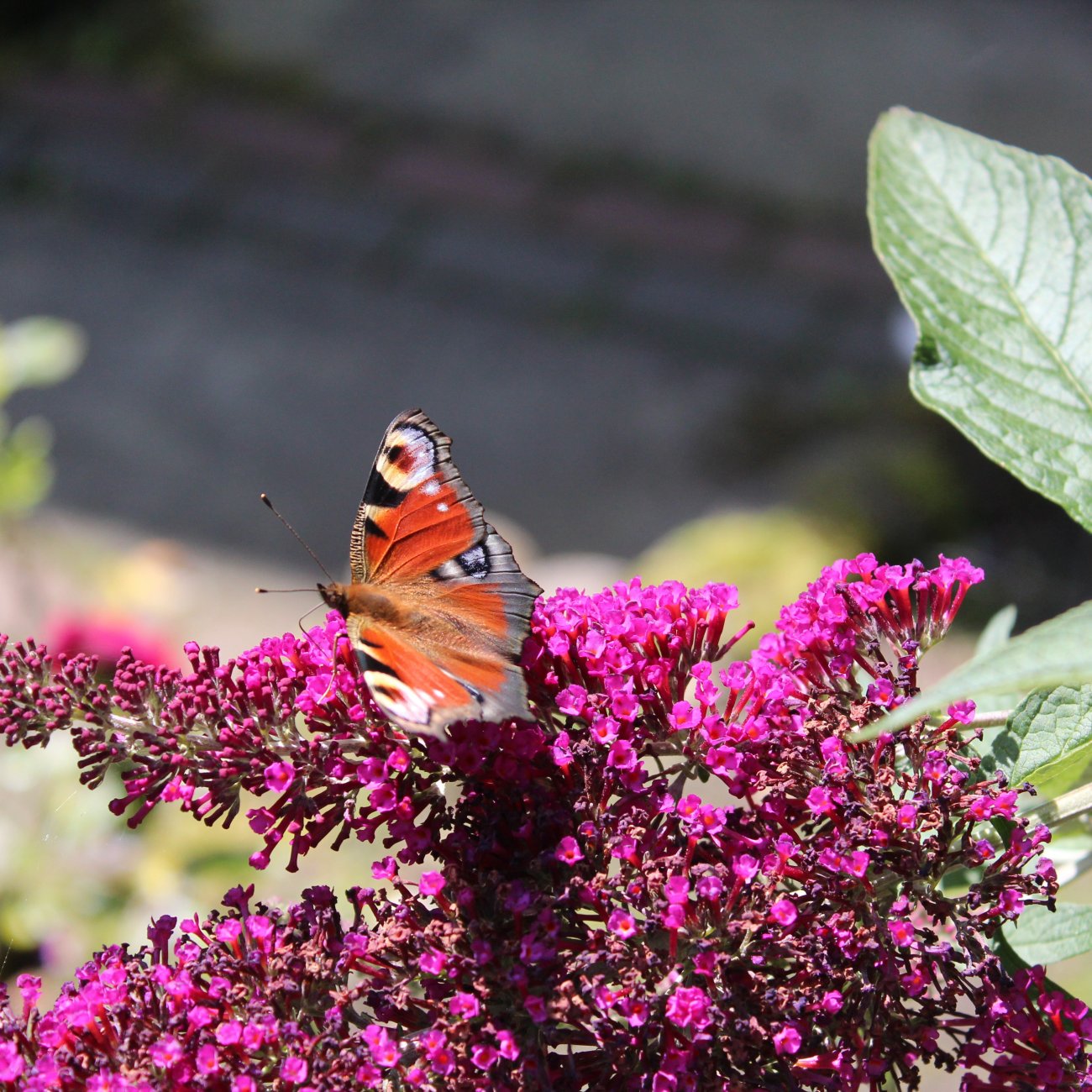 Obrázok Budleja Dávidova (Buddleja Davidii) ‘LITTLE RUBY BUTTERFLY CANDY’® - výška 20-30 cm, kont. C2L